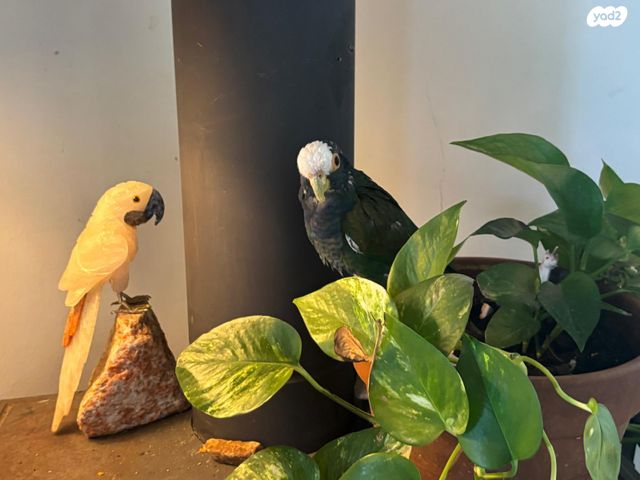 תמונת מודעה - חיות מחמד