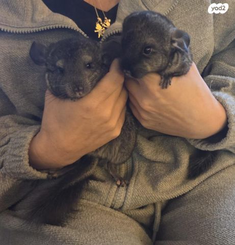 תמונת מודעה - חיות מחמד