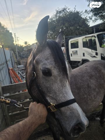 תמונת מודעה - חיות מחמד
