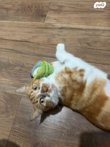 תמונת מודעה - חיות מחמד