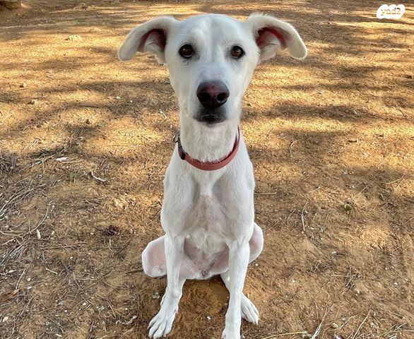 תמונת מודעה - חיות מחמד