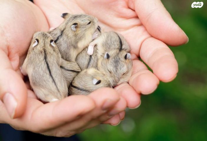תמונת מודעה - חיות מחמד