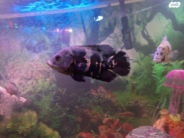 תמונת מודעה - חיות מחמד