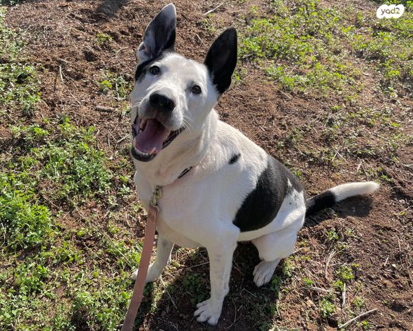 תמונת מודעה - חיות מחמד