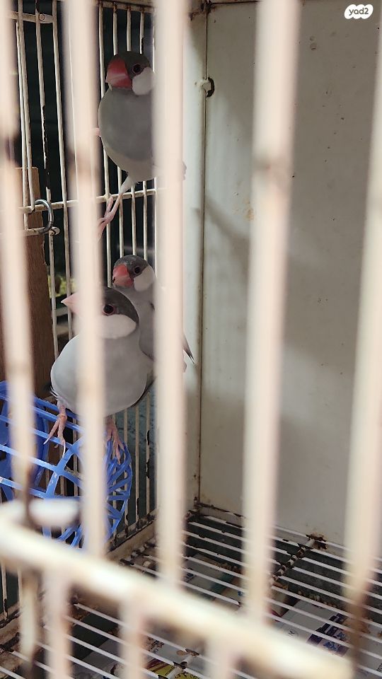 תמונת מודעה - חיות מחמד