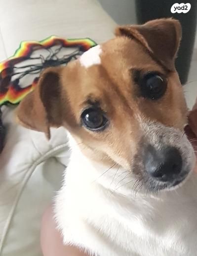 תמונת מודעה - חיות מחמד