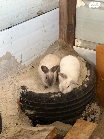 תמונת מודעה - חיות מחמד