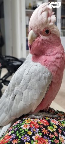 תמונת מודעה - חיות מחמד