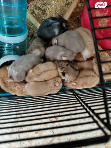 תמונת מודעה - חיות מחמד