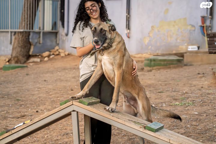 תמונת מודעה - חיות מחמד