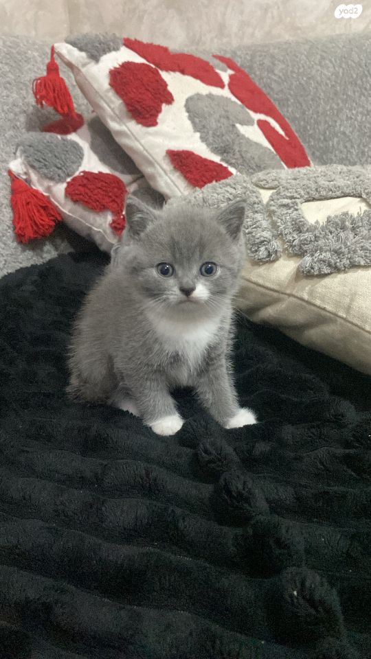 תמונת מודעה - חיות מחמד