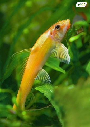 תמונת מודעה - חיות מחמד