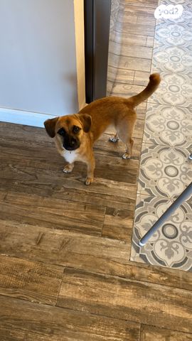 תמונת מודעה - חיות מחמד