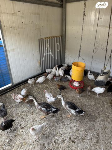 תמונת מודעה - חיות מחמד