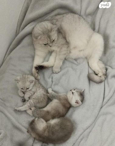 תמונת מודעה - חיות מחמד