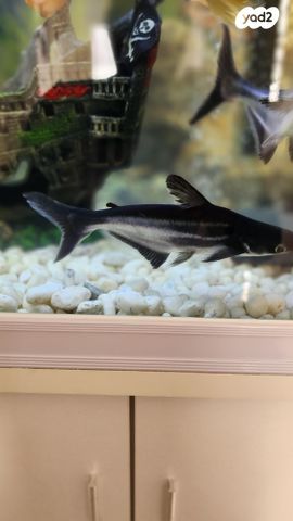 תמונת מודעה - חיות מחמד