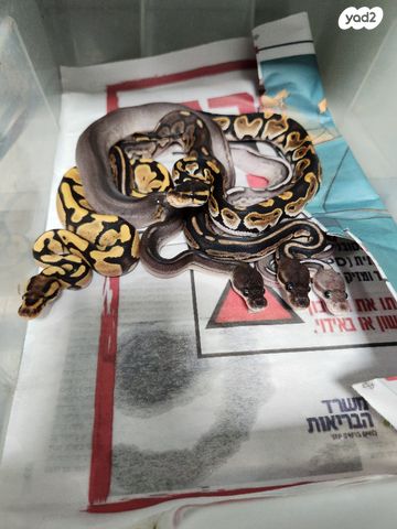 תמונת מודעה - חיות מחמד