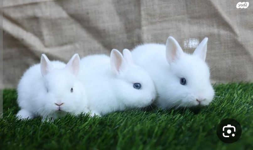 תמונת מודעה - חיות מחמד