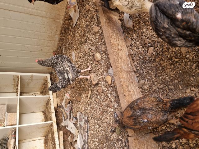 תמונת מודעה - חיות מחמד