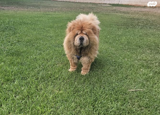 תמונת מודעה - חיות מחמד