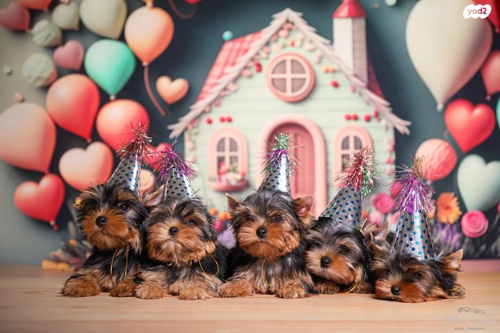 תמונת מודעה - חיות מחמד