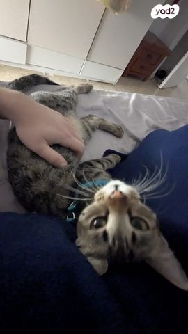 תמונת מודעה - חיות מחמד