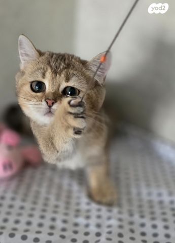 תמונת מודעה - חיות מחמד