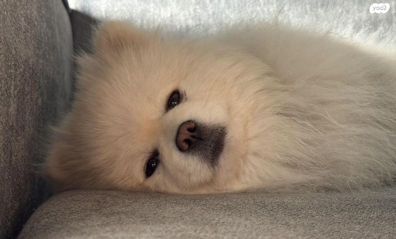 תמונת מודעה - חיות מחמד