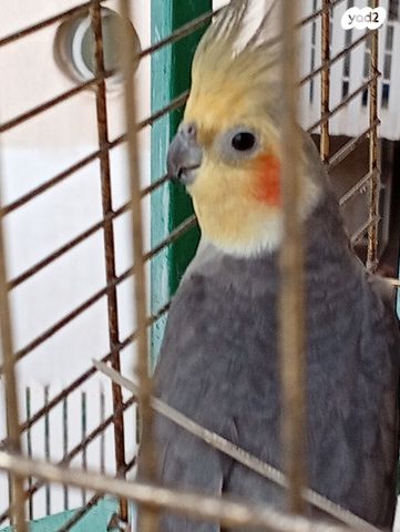 תמונת מודעה - חיות מחמד