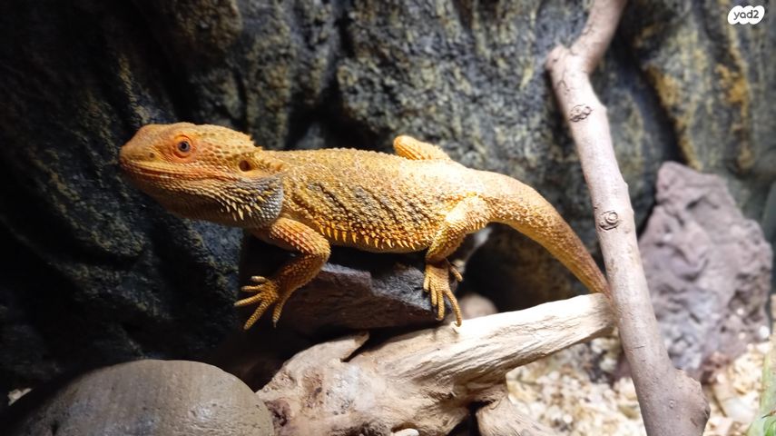 תמונת מודעה - חיות מחמד