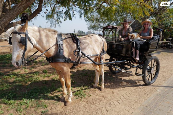 תמונת מודעה - חיות מחמד