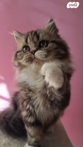 תמונת מודעה - חיות מחמד