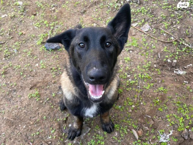 תמונת מודעה - חיות מחמד