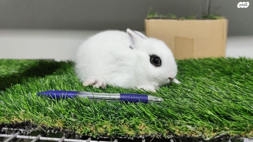 תמונת מודעה - חיות מחמד