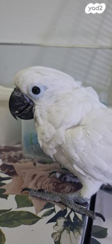 תמונת מודעה - חיות מחמד