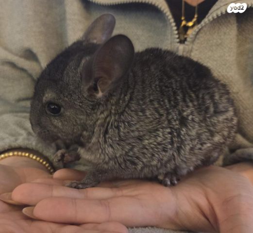 מכרסם צ'ינצ'ילה