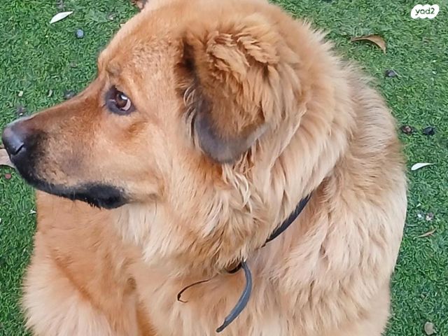 כלב גולדן רטריבר