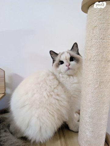 תמונת מודעה - חיות מחמד