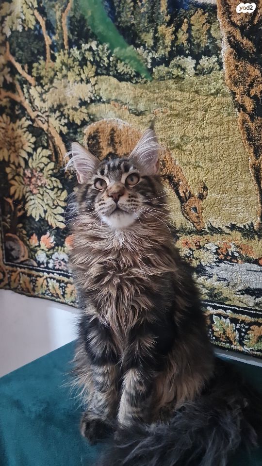 תמונת מודעה - חיות מחמד