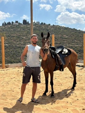 סוס טורבדריד