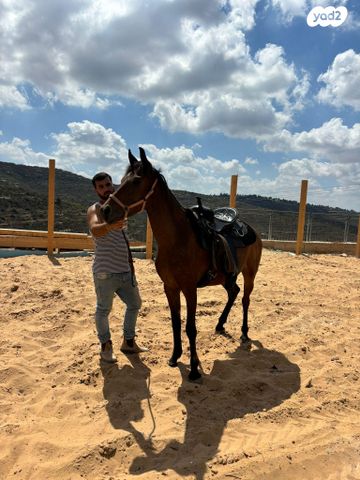 סוס טורבדריד