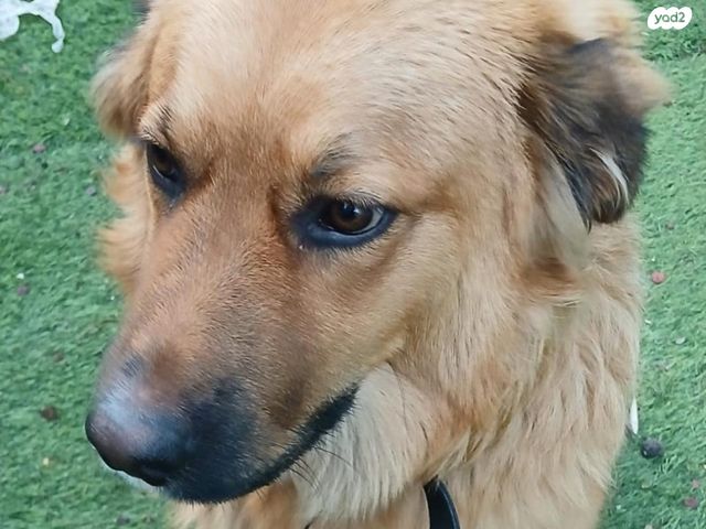 כלב גולדן רטריבר