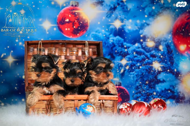 כלב יורקשייר