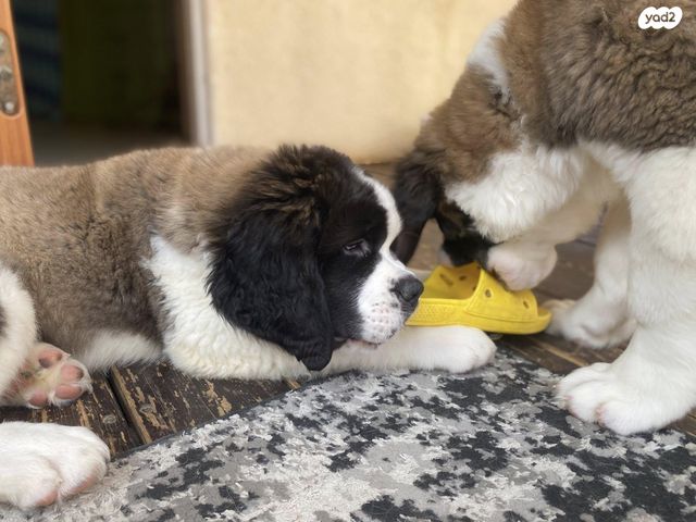 כלב סאן ברנרד
