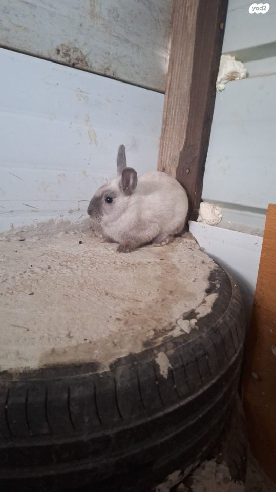 מכרסם ארנב ננסי