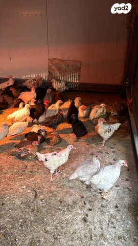 חיית משק בלאדי