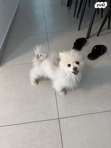 כלב פומרניין/פומרני