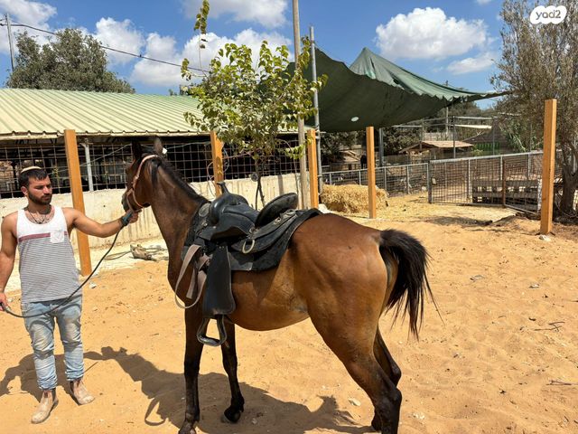 סוס טורבדריד