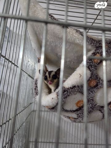 מכרסם סנאי מעופף \ שוגר