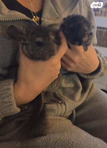 מכרסם צ'ינצ'ילה